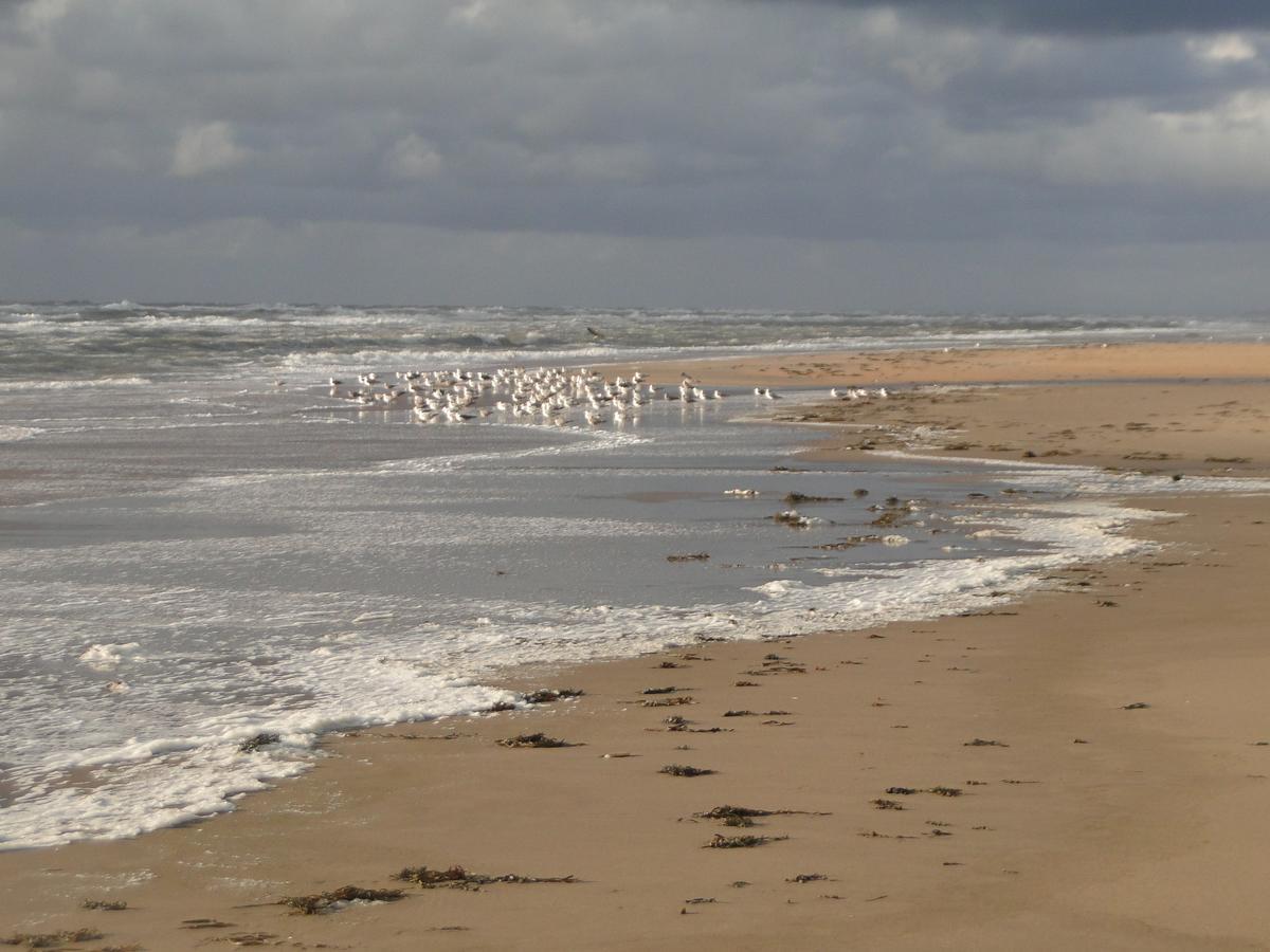 Ferienwohnung Nvh Banjaert Wijk aan Zee Exterior foto